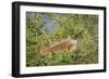 Male Green Iguana, in breeding plumage, Crooked Tree Wildlife Sanctuary, Belize.-William Sutton-Framed Photographic Print