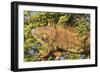 Male Green Iguana, in breeding plumage, Crooked Tree Wildlife Sanctuary, Belize.-William Sutton-Framed Photographic Print