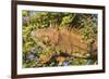 Male Green Iguana, in breeding plumage, Crooked Tree Wildlife Sanctuary, Belize.-William Sutton-Framed Photographic Print