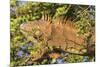 Male Green Iguana, in breeding plumage, Crooked Tree Wildlife Sanctuary, Belize.-William Sutton-Mounted Photographic Print