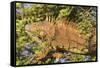 Male Green Iguana, in breeding plumage, Crooked Tree Wildlife Sanctuary, Belize.-William Sutton-Framed Stretched Canvas