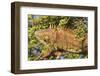 Male Green Iguana, in breeding plumage, Crooked Tree Wildlife Sanctuary, Belize.-William Sutton-Framed Photographic Print