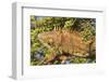 Male Green Iguana, in breeding plumage, Crooked Tree Wildlife Sanctuary, Belize.-William Sutton-Framed Photographic Print