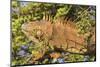 Male Green Iguana, in breeding plumage, Crooked Tree Wildlife Sanctuary, Belize.-William Sutton-Mounted Photographic Print