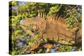 Male Green Iguana, in breeding plumage, Crooked Tree Wildlife Sanctuary, Belize.-William Sutton-Stretched Canvas