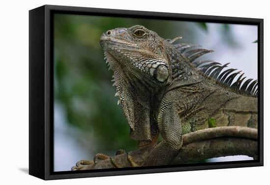 Male Green Iguana-W. Perry Conway-Framed Stretched Canvas