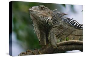 Male Green Iguana-W. Perry Conway-Stretched Canvas