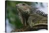 Male Green Iguana-W. Perry Conway-Stretched Canvas