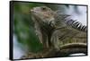 Male Green Iguana-W. Perry Conway-Framed Stretched Canvas