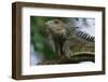 Male Green Iguana-W. Perry Conway-Framed Photographic Print