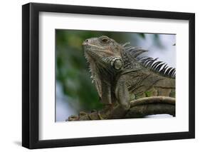 Male Green Iguana-W. Perry Conway-Framed Photographic Print