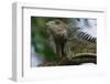 Male Green Iguana-W. Perry Conway-Framed Photographic Print