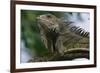 Male Green Iguana-W. Perry Conway-Framed Photographic Print