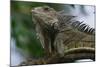 Male Green Iguana-W. Perry Conway-Mounted Photographic Print