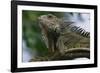 Male Green Iguana-W. Perry Conway-Framed Photographic Print