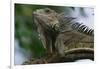 Male Green Iguana-W. Perry Conway-Framed Photographic Print