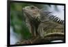 Male Green Iguana-W. Perry Conway-Framed Photographic Print