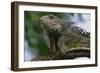 Male Green Iguana-W. Perry Conway-Framed Photographic Print