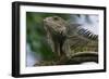 Male Green Iguana-W. Perry Conway-Framed Photographic Print