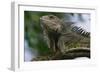 Male Green Iguana-W. Perry Conway-Framed Photographic Print