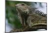 Male Green Iguana-W. Perry Conway-Mounted Photographic Print