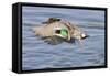 Male Green-Winged Teal Duck Takes Off-Hal Beral-Framed Stretched Canvas