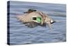 Male Green-Winged Teal Duck Takes Off-Hal Beral-Stretched Canvas