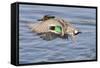 Male Green-Winged Teal Duck Takes Off-Hal Beral-Framed Stretched Canvas