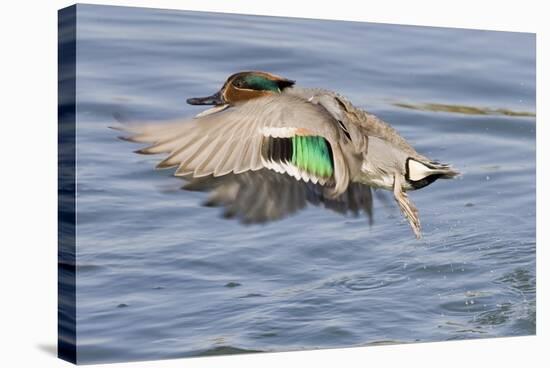 Male Green-Winged Teal Duck Takes Off-Hal Beral-Stretched Canvas