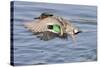 Male Green-Winged Teal Duck Takes Off-Hal Beral-Stretched Canvas