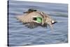 Male Green-Winged Teal Duck Takes Off-Hal Beral-Stretched Canvas