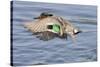 Male Green-Winged Teal Duck Takes Off-Hal Beral-Stretched Canvas