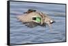 Male Green-Winged Teal Duck Takes Off-Hal Beral-Framed Stretched Canvas