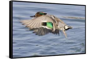 Male Green-Winged Teal Duck Takes Off-Hal Beral-Framed Stretched Canvas