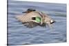 Male Green-Winged Teal Duck Takes Off-Hal Beral-Stretched Canvas