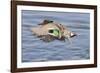 Male Green-Winged Teal Duck Takes Off-Hal Beral-Framed Photographic Print