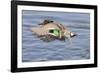 Male Green-Winged Teal Duck Takes Off-Hal Beral-Framed Photographic Print