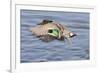 Male Green-Winged Teal Duck Takes Off-Hal Beral-Framed Photographic Print