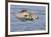 Male Green-Winged Teal Duck Takes Off-Hal Beral-Framed Photographic Print