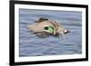 Male Green-Winged Teal Duck Takes Off-Hal Beral-Framed Photographic Print