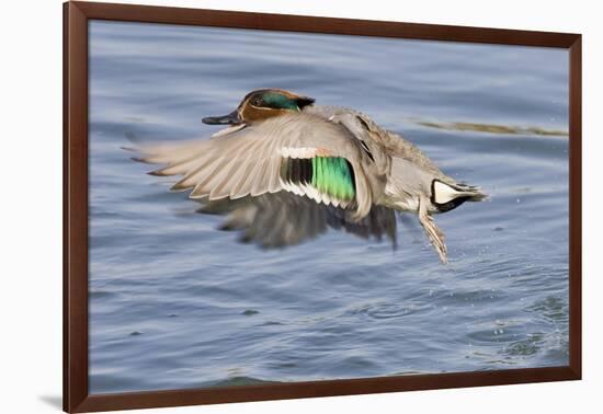 Male Green-Winged Teal Duck Takes Off-Hal Beral-Framed Photographic Print