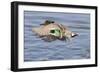 Male Green-Winged Teal Duck Takes Off-Hal Beral-Framed Photographic Print