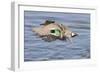 Male Green-Winged Teal Duck Takes Off-Hal Beral-Framed Photographic Print