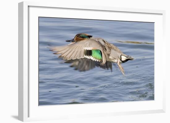 Male Green-Winged Teal Duck Takes Off-Hal Beral-Framed Photographic Print