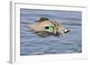 Male Green-Winged Teal Duck Takes Off-Hal Beral-Framed Photographic Print