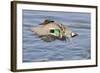 Male Green-Winged Teal Duck Takes Off-Hal Beral-Framed Photographic Print