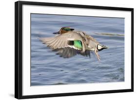 Male Green-Winged Teal Duck Takes Off-Hal Beral-Framed Photographic Print