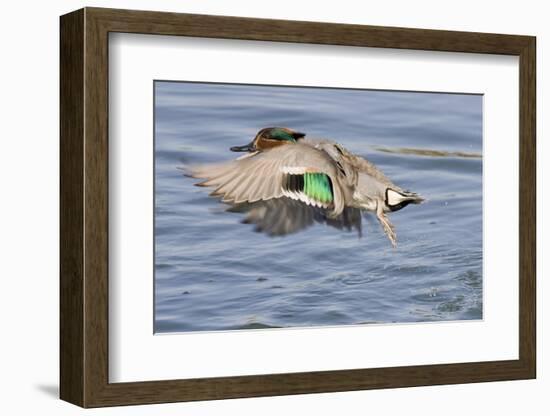 Male Green-Winged Teal Duck Takes Off-Hal Beral-Framed Photographic Print