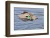 Male Green-Winged Teal Duck Takes Off-Hal Beral-Framed Photographic Print