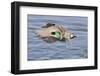 Male Green-Winged Teal Duck Takes Off-Hal Beral-Framed Photographic Print